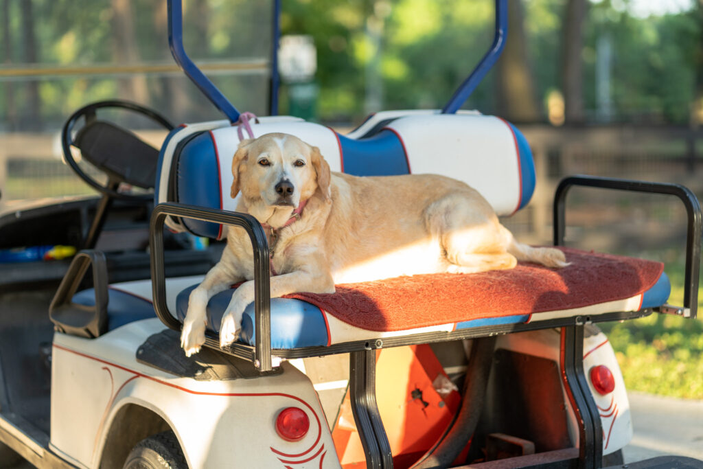 dog-friendly RV camping near Willis TX at Majestic Pines.