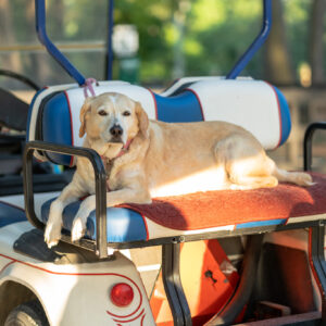 dog-friendly RV camping near Willis TX at Majestic Pines.