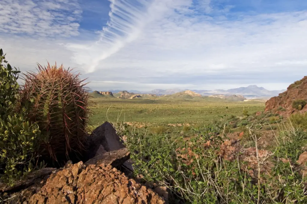 A desert landscape unfolds with rugged rocky terrain and a lonely cactus in the foreground, illuminated by the gentle hues of sunrise. In the distance, mountains stand proud under a sky dotted with scattered clouds. This serene scene captures the fleeting beauty many might miss.