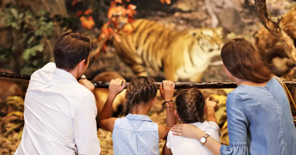 At the Willis Zoo in Texas, a family of four, two adults and two children with braided hair, marvels at the majestic tiger prowling its enclosure — one of the many fascinating things to do during their visit.