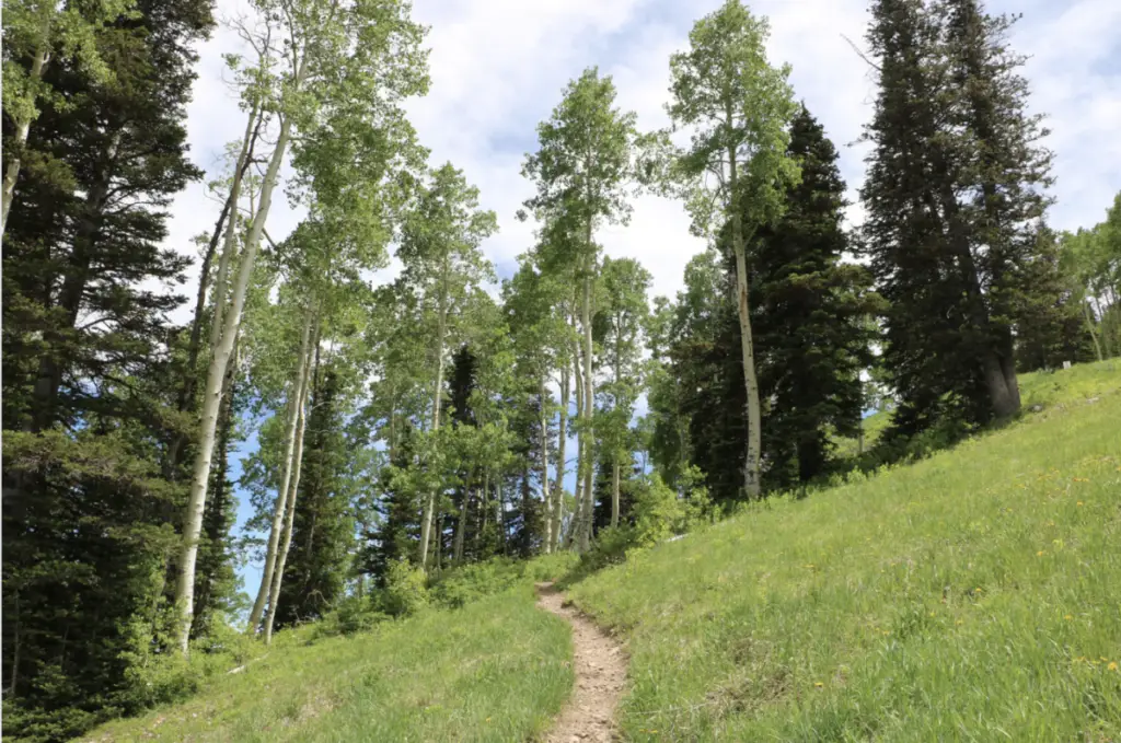 A dirt path winds through a lush, verdant forest of tall, leafy trees and green grass under a cloudy sky, offering the perfect summer escape near Park City.