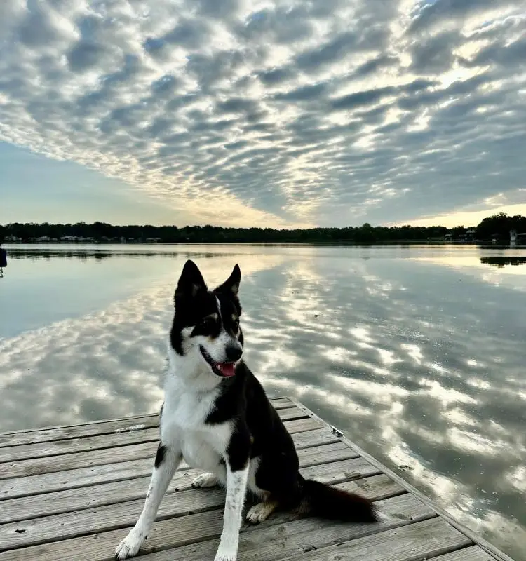 A black and white dog sits on a wooden dock by the calm waters of Lake Conroe, near Willis, Texas, with a dramatic sky and clouds reflected in the lake's surface.