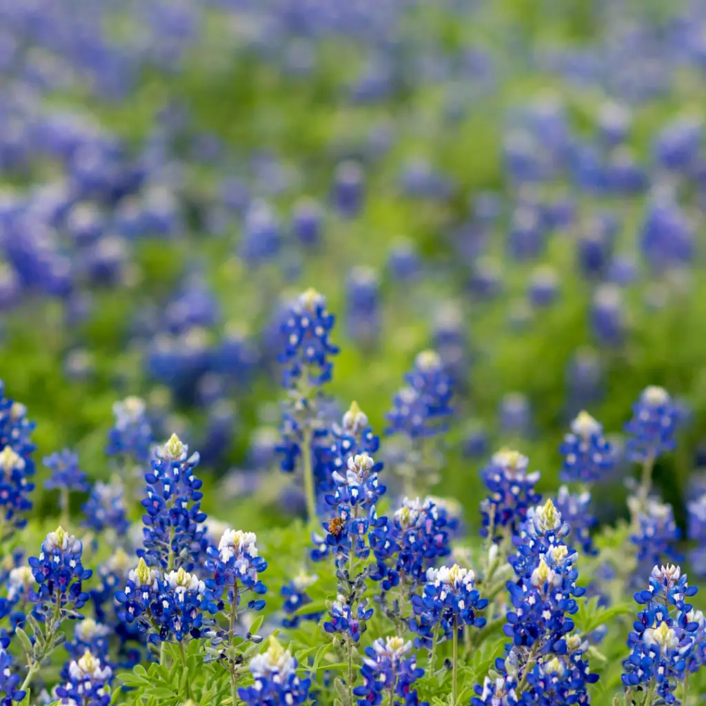 A field of bluebonnets with purple and blue flowers, and green foliage in the background, creates a breathtaking scene typical of Willis TX spring adventures. A small insect delicately perches on one flower, adding life to this picturesque setting near Lake Conroe.