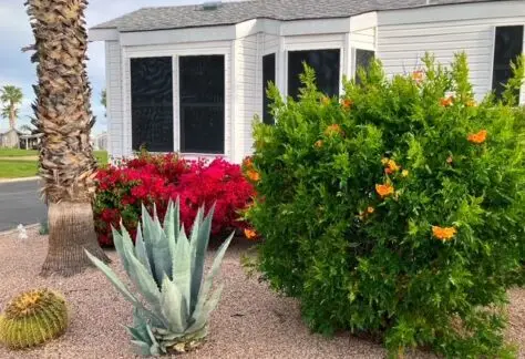 A desert garden features various cacti, an agave plant, and bushes with red and orange flowers in front of a white house with large windows.