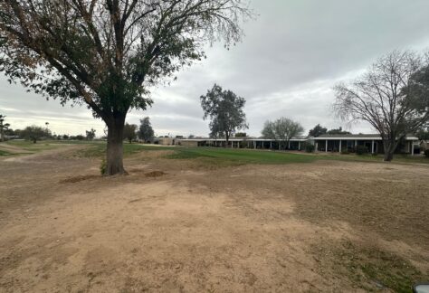 A large tree stands on a dry, patchy lawn with distant buildings and cloudy sky. Sparse trees and grass are visible in the background.