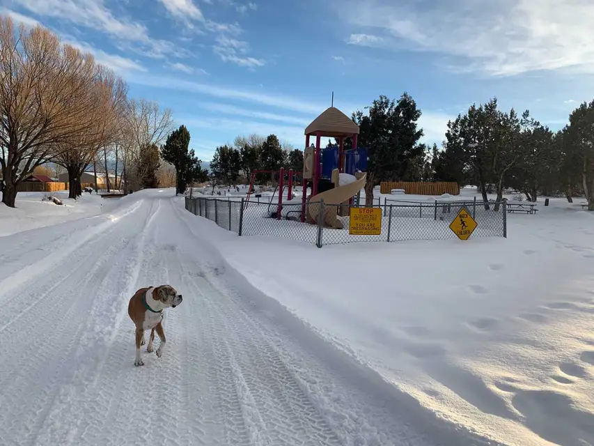 A dog walks on a snowy path near a fenced playground surrounded by trees under a partly cloudy sky, capturing the serene beauty of off-season Durango.
