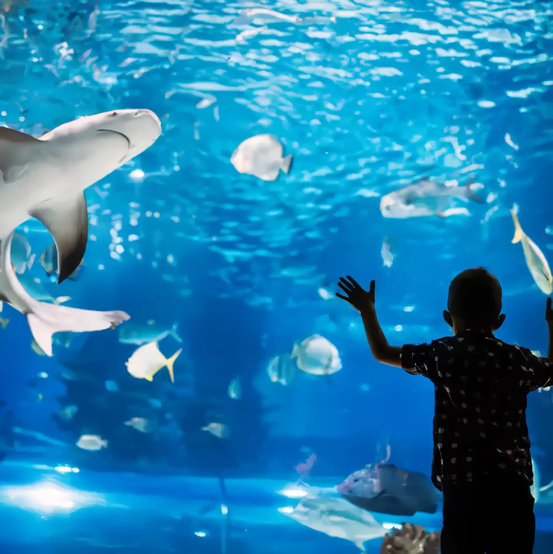 A child, mesmerized by the vibrant fish gliding through the large aquarium tank, feels moments of wonder that will become cherished memories of spring adventures.