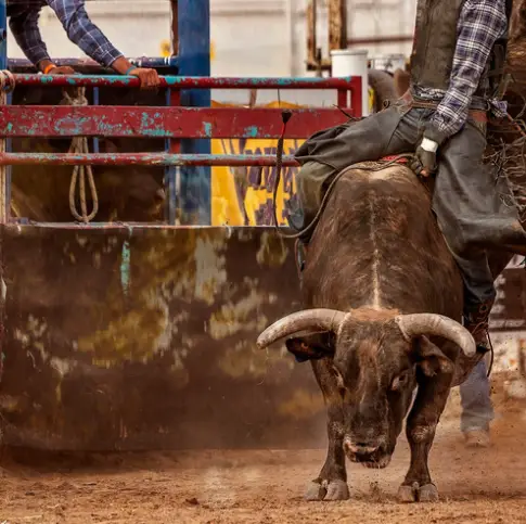 A rodeo rider on a bucking bull in a fenced arena at the Houston Rodeo, surrounded by spectators and swirling dust.