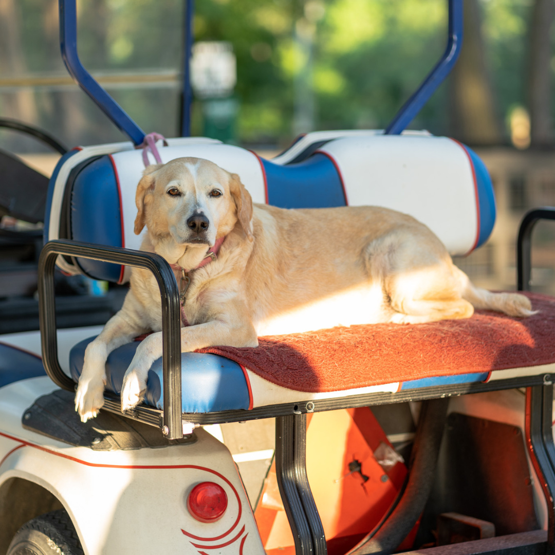 A yellow Labrador retriever sits on the seat of a parked golf cart, basking in the sun amidst majestic pines.