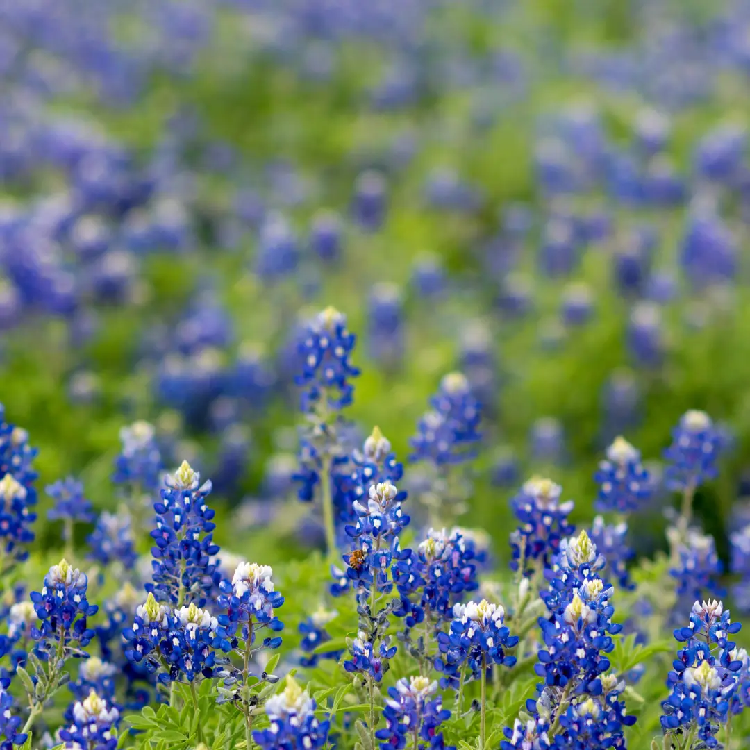 A field of blooming bluebonnets with vivid blue petals and white tips thrives near Lake Conroe, set against a blurred green background.