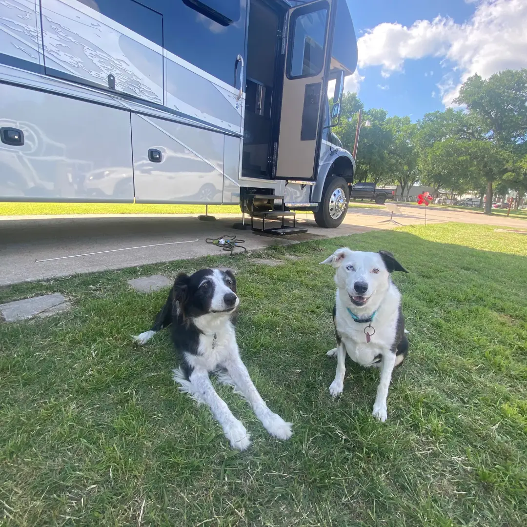 Two black and white dogs relax on the grass during an RV stay under a blue sky with scattered clouds, as their owners consider planning their next adventure near Austin.