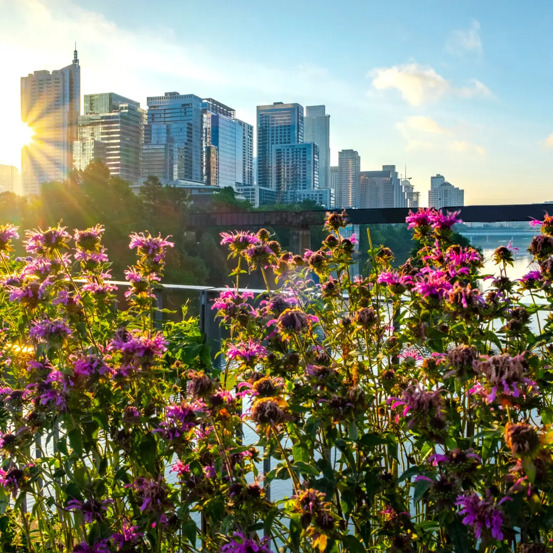 Purple wildflowers in the foreground enhance Austin's skyline and bridge, silhouetted against a Spring 2025 sunset, hinting at the city's upcoming events.