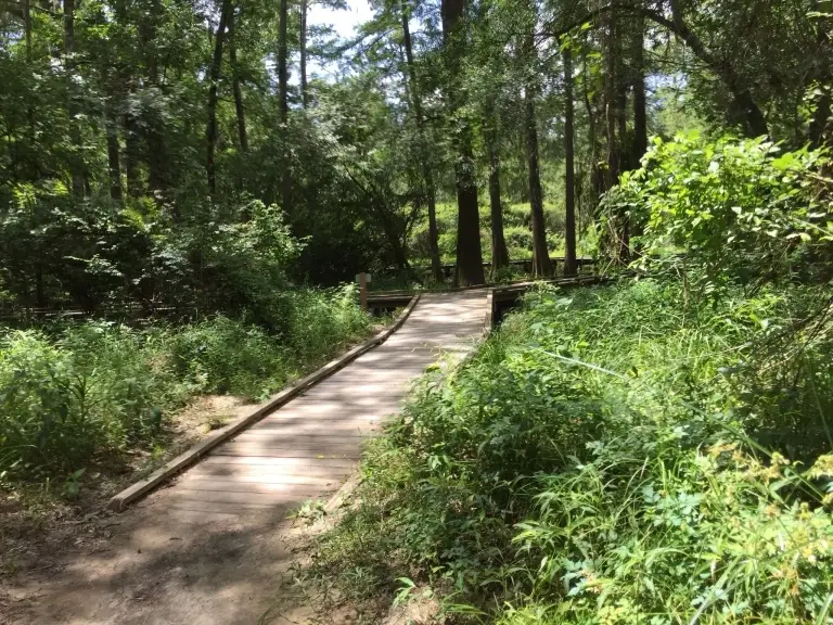 A wooden footbridge crosses a path in a lush, green forest under dappled sunlight, one of the best attractions near Rayford Crossing RV Resort.