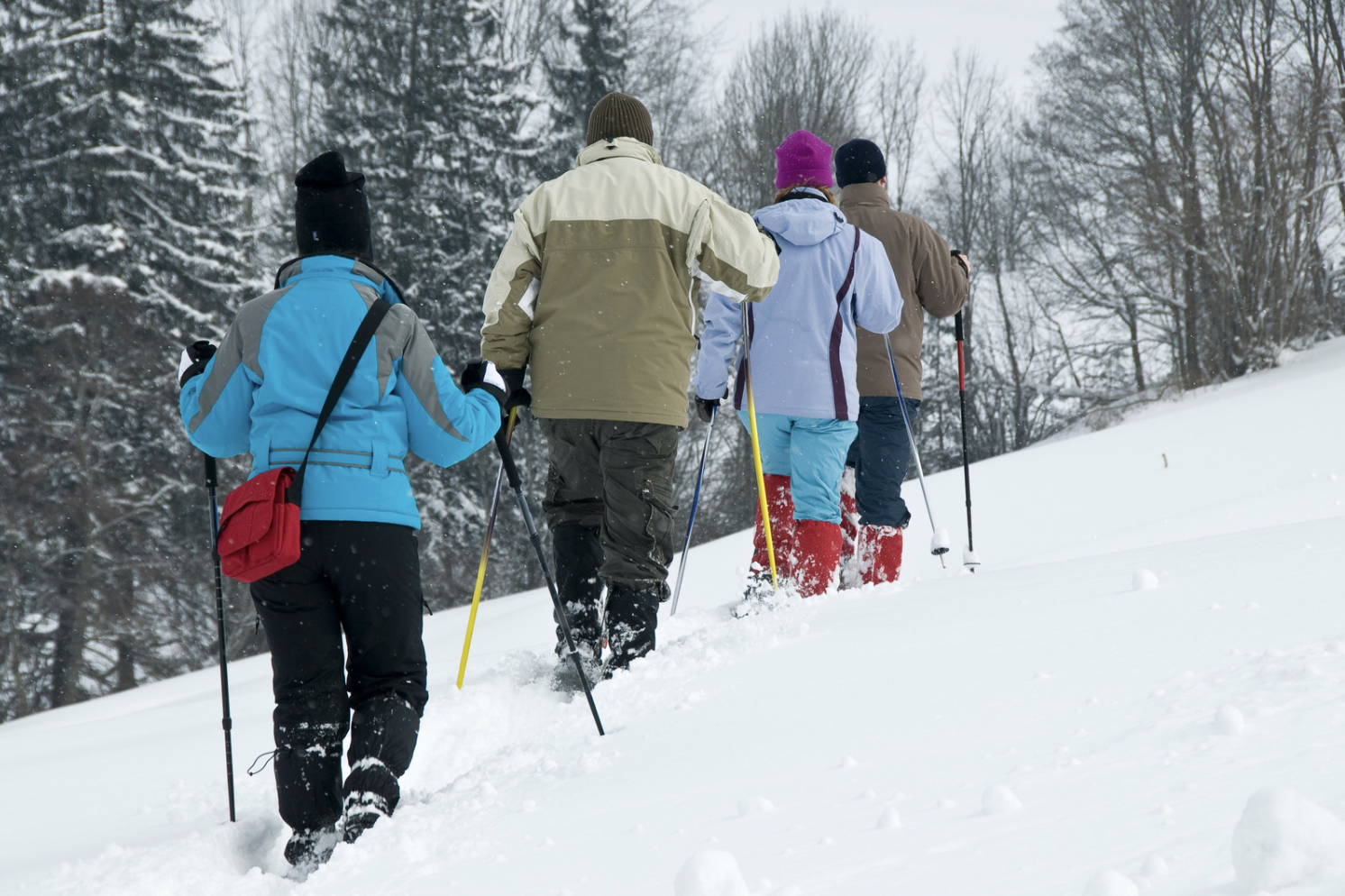 Five people in winter clothing hike through the serene snow with walking poles, surrounded by snow-covered trees, evoking a sense of peaceful serenity reminiscent of Durango’s winter landscape.