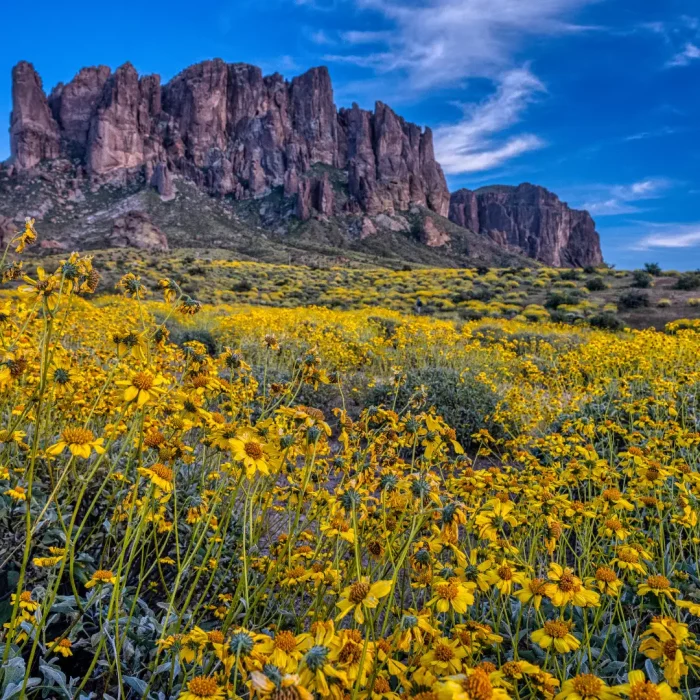 A field of yellow wildflowers graces the foreground, set against a rocky mountain range beneath a blue sky with scattered clouds. Perfect for winter visitors seeking a secure RV site amid nature's beauty.
